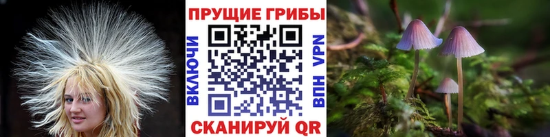 кракен   Городище  Галлюциногенные грибы GOLDEN TEACHER  купить закладку 